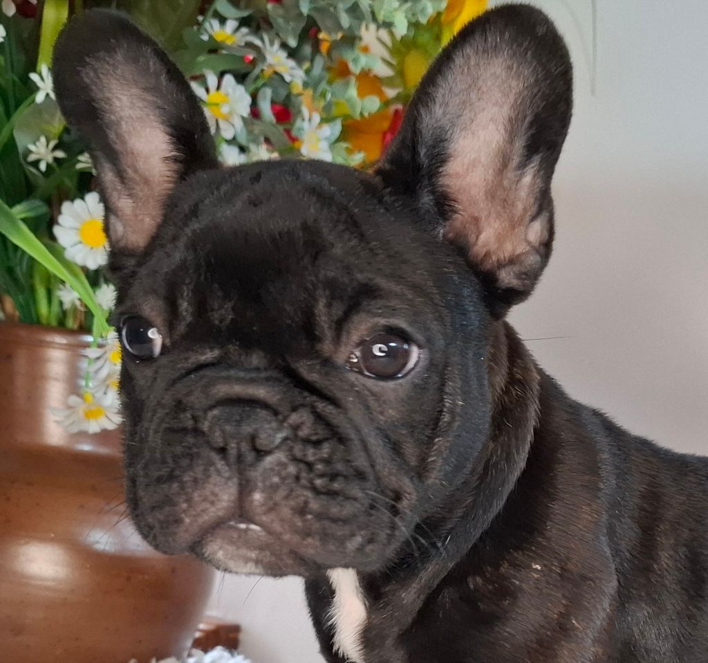 Des Trois Elfes Du Bois D'Amour - Chiot disponible  - Bouledogue français