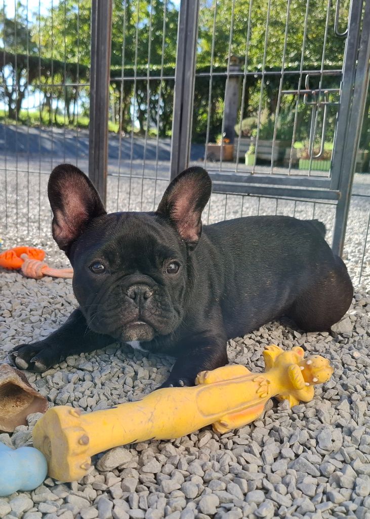 Des Trois Elfes Du Bois D'Amour - Chiot disponible  - Bouledogue français