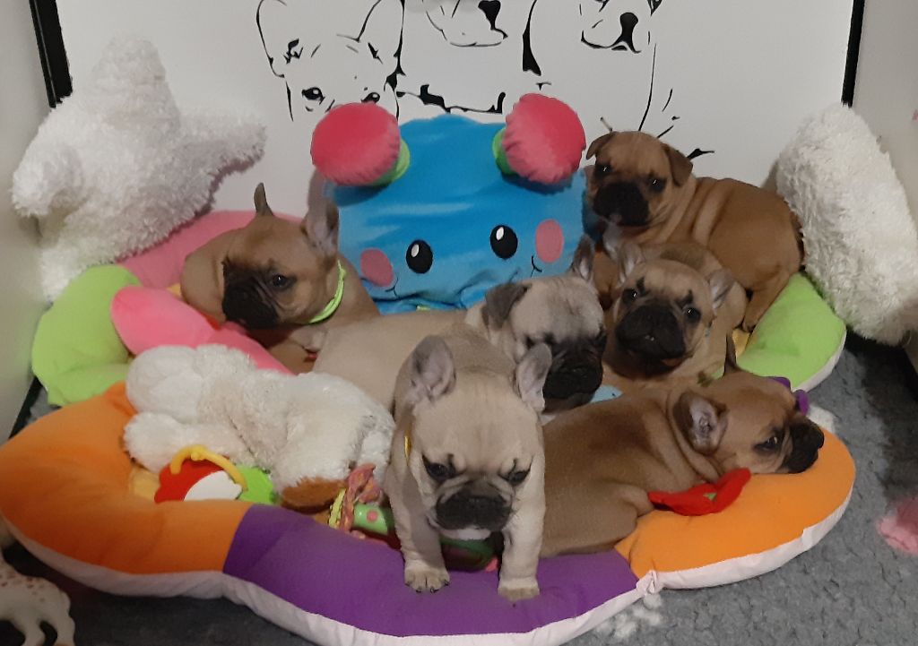 chiot Bouledogue français Des Trois Elfes Du Bois D'Amour