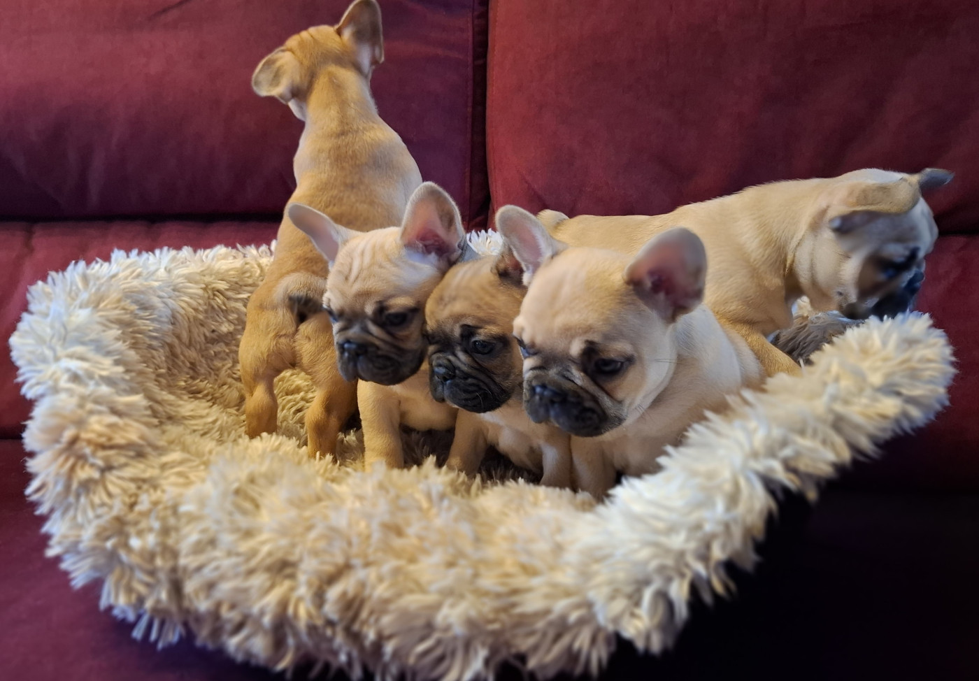 Des Trois Elfes Du Bois D'Amour - Bouledogue français - Portée née le 01/09/2025