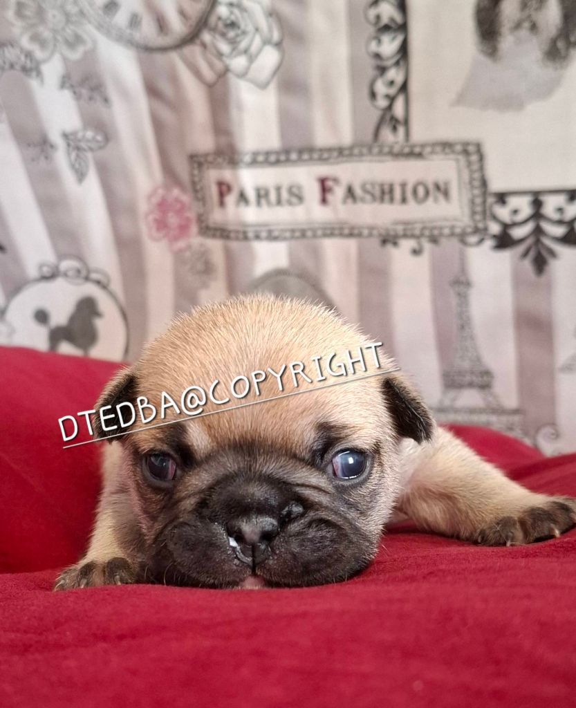 Des Trois Elfes Du Bois D'Amour - Chiots disponibles - Bouledogue français