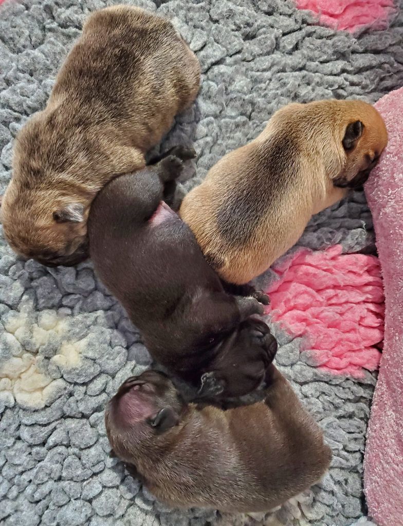 Chiot Bouledogue français Des Trois Elfes Du Bois D'Amour