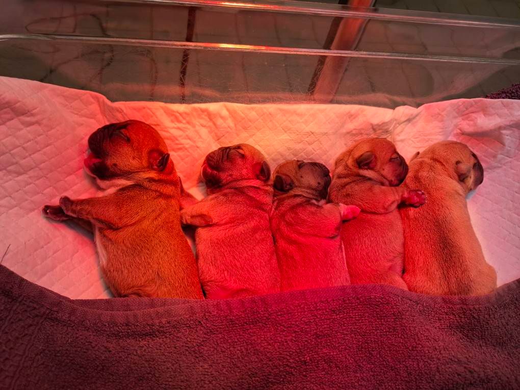 Chiot Bouledogue français Des Trois Elfes Du Bois D'Amour
