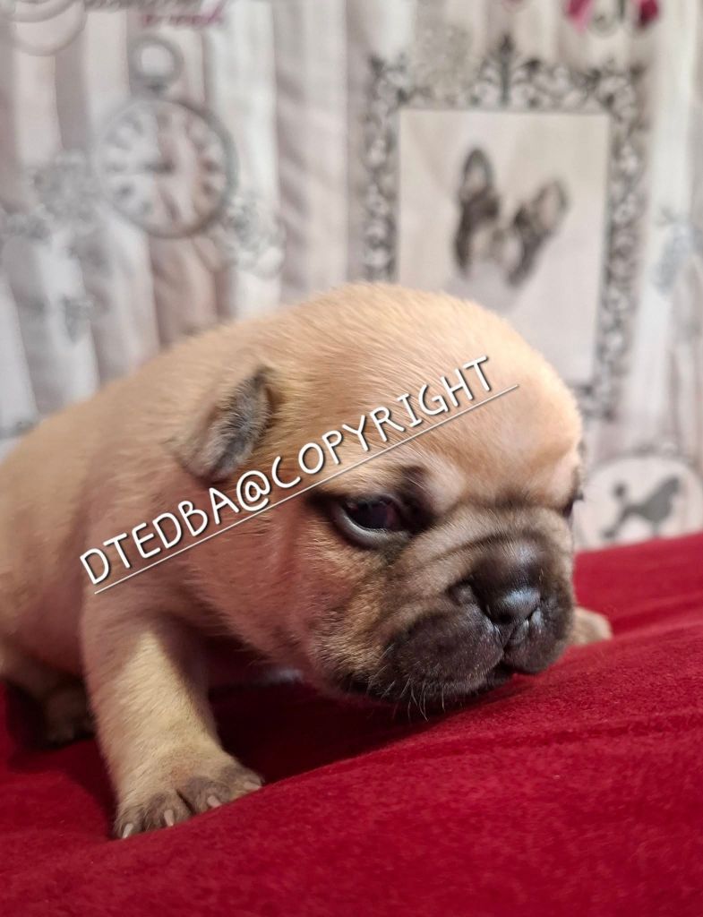 Des Trois Elfes Du Bois D'Amour - Chiots disponibles - Bouledogue français