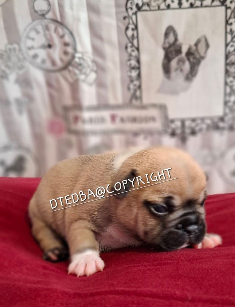 Des Trois Elfes Du Bois D'Amour - Chiots disponibles - Bouledogue français