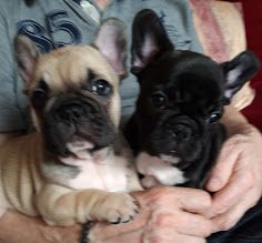 Chiot Bouledogue français Des Trois Elfes Du Bois D'Amour